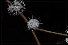 Memecylon kollimalayanum